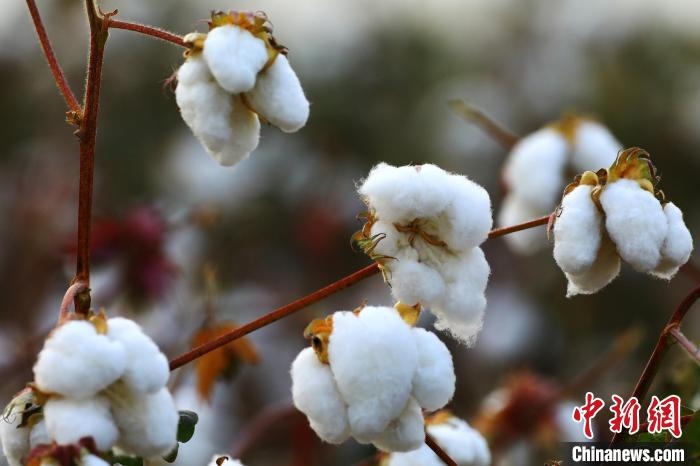 朵朵棉花吐絮盛開?！⑵G敏 攝