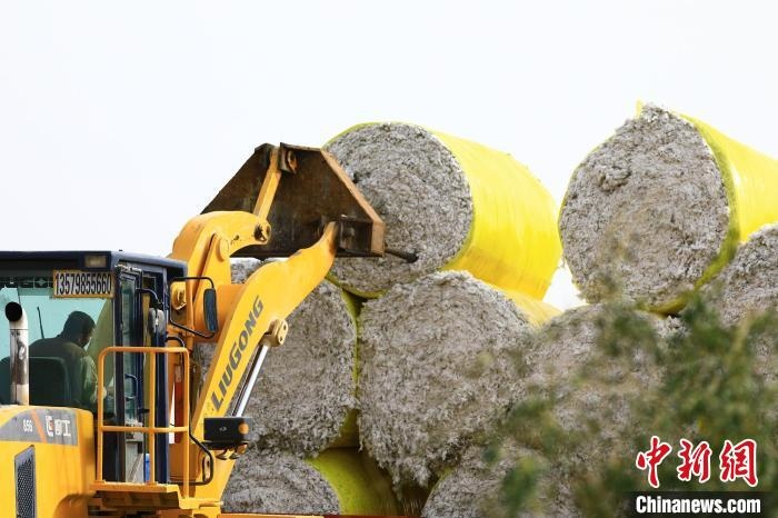叉車將采棉機吐出的“金蛋蛋”裝車。　高雙強 攝