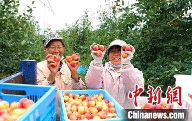 圖為興安盟沙果迎豐收?！】朴仪捌煳麄鞑抗﹫D