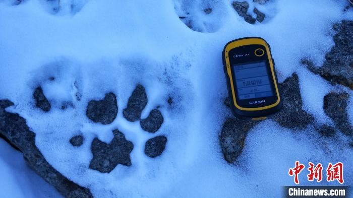 圖為疑似放歸雪豹的足跡(資料圖)。　內(nèi)蒙古賀蘭山國(guó)家級(jí)自然保護(hù)區(qū)供圖