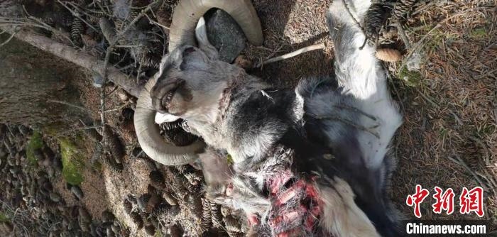 圖為疑似雪豹捕食巖羊的殘骸(資料圖)?！?nèi)蒙古賀蘭山國(guó)家級(jí)自然保護(hù)區(qū)供圖