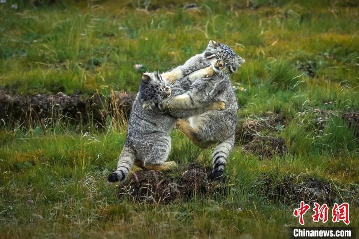 圖為作品《難分伯仲》?！〗股?攝