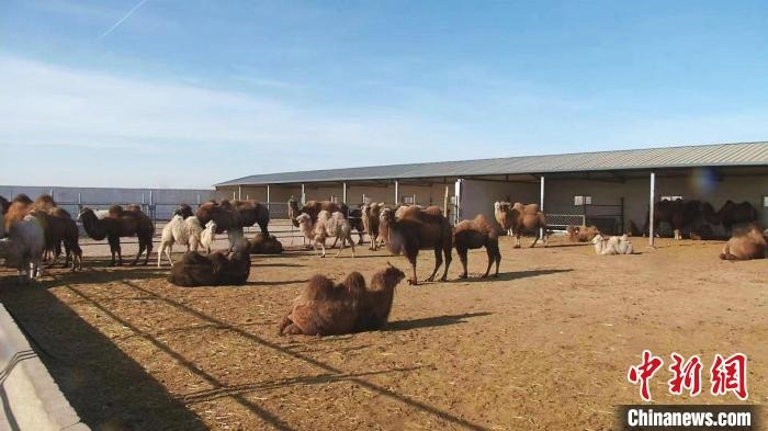 圖為額濟(jì)納旗駝奶產(chǎn)業(yè)基地?！⊥蹰L梅 攝