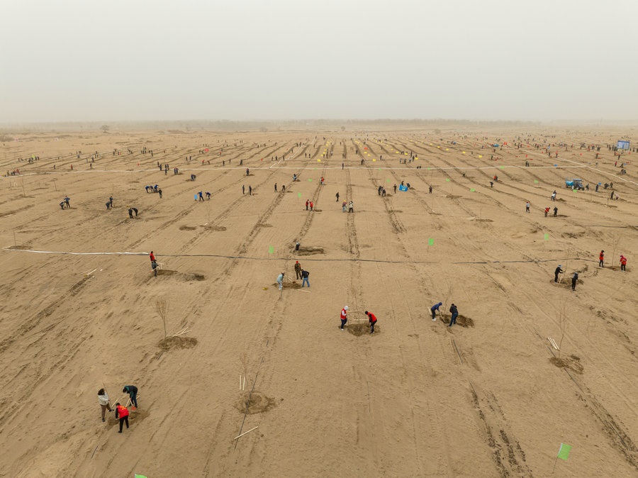在高力板鎮(zhèn)花道卜和沙木嘎嘎查治理區(qū)，廣大干部群眾手植新綠，播種希望 （攝影：包寶音德力格爾）.JPG