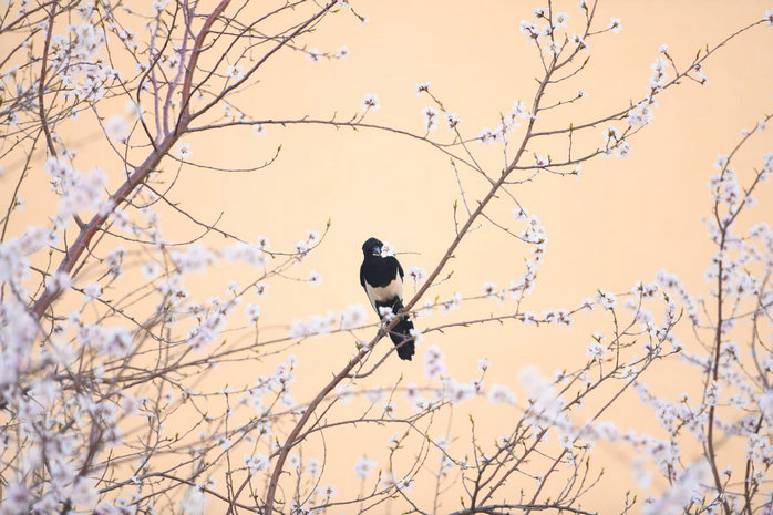 1744184165170405.jpg 土默川2.jpg