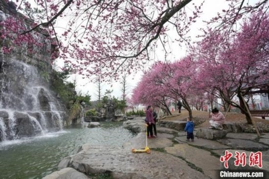 2月23日，市民在乾藝梅園景區(qū)觀賞綻放的梅花。陳興輝 攝