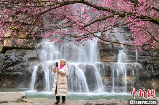 2月23日，市民在乾藝梅園景區(qū)拍攝綻放的梅花。瞿宏倫 攝