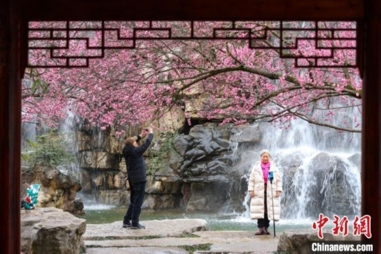 2月23日，市民在乾藝梅園景區(qū)觀賞拍攝綻放的梅花。瞿宏倫 攝