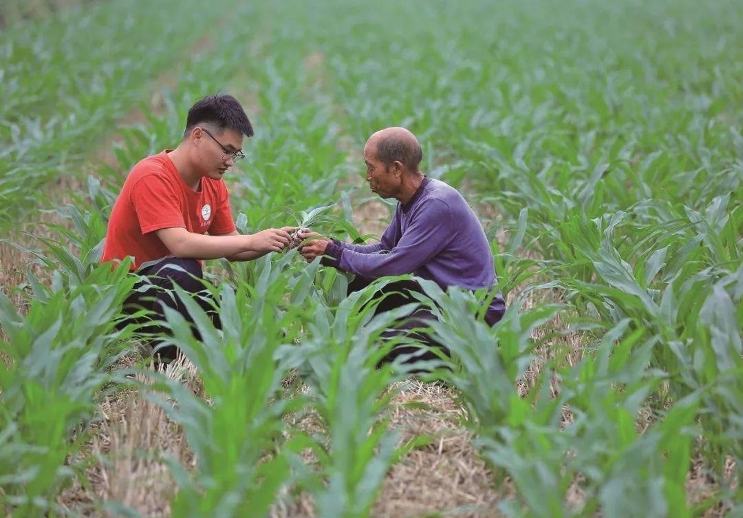 △科技小院的學(xué)生在給村民講解玉米種植知識(shí)。