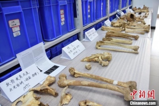 圖為已清理完畢的骨骼標(biāo)本。王宇 攝