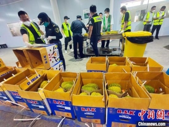 圖為海關(guān)關(guān)員對進(jìn)口榴蓮進(jìn)行查驗(yàn)。黃艷梅 攝