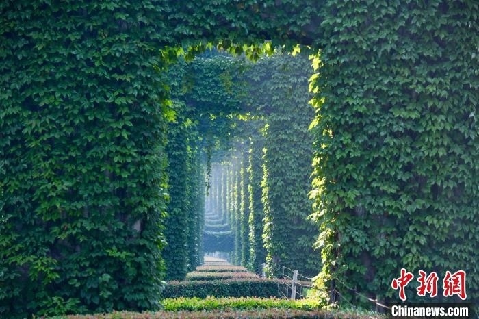 成都二環(huán)高架橋墩被植被爬滿，形成“綠野仙蹤”景觀?！埨?攝