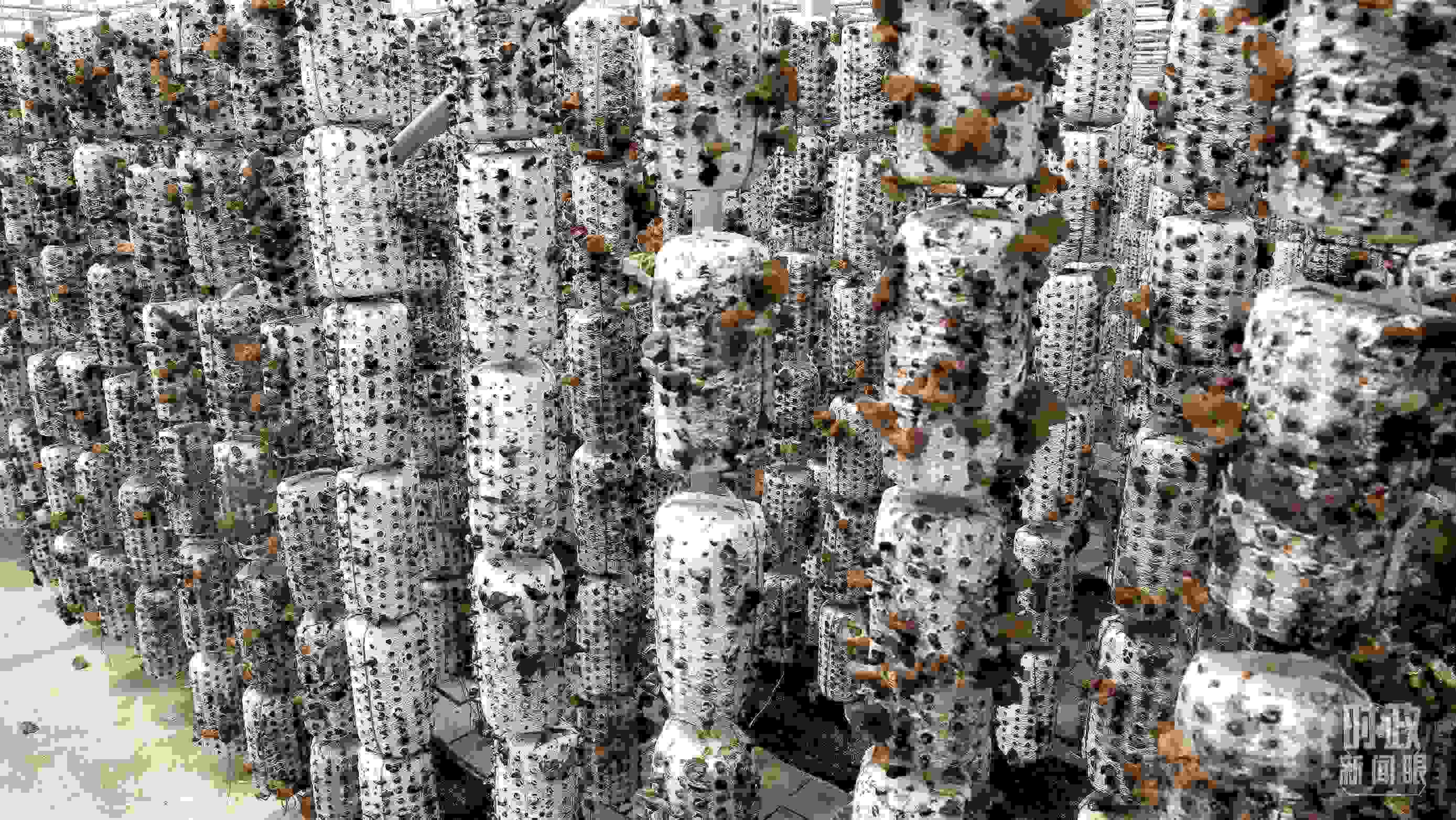 △金米村的小木耳、大產(chǎn)業(yè)。（圖／視覺中國）