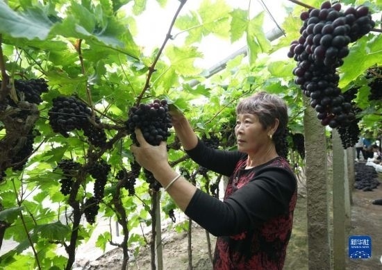 5月26日，唐山市海港經(jīng)濟(jì)開發(fā)區(qū)王灘鎮(zhèn)趙灘村農(nóng)民在大棚內(nèi)采摘葡萄。
