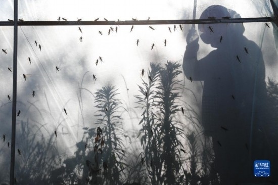 6月21日，山東省樂陵市西段鄉(xiāng)岔河村東亞飛蝗養(yǎng)殖基地的養(yǎng)殖戶在大棚內(nèi)忙碌。新華社記者 范長國 攝