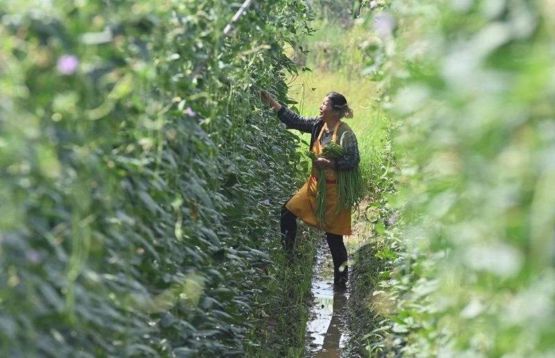 2023年6月15日，在廣西柳州市鹿寨縣中渡鎮(zhèn)石墨村，村民在高標準農(nóng)田里采收豆角。