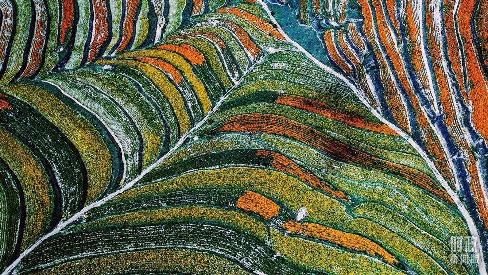 寧夏彭陽縣。萬壽菊與格桑花盛開在錯落的山間梯田上。（總臺國廣記者李晉拍攝）