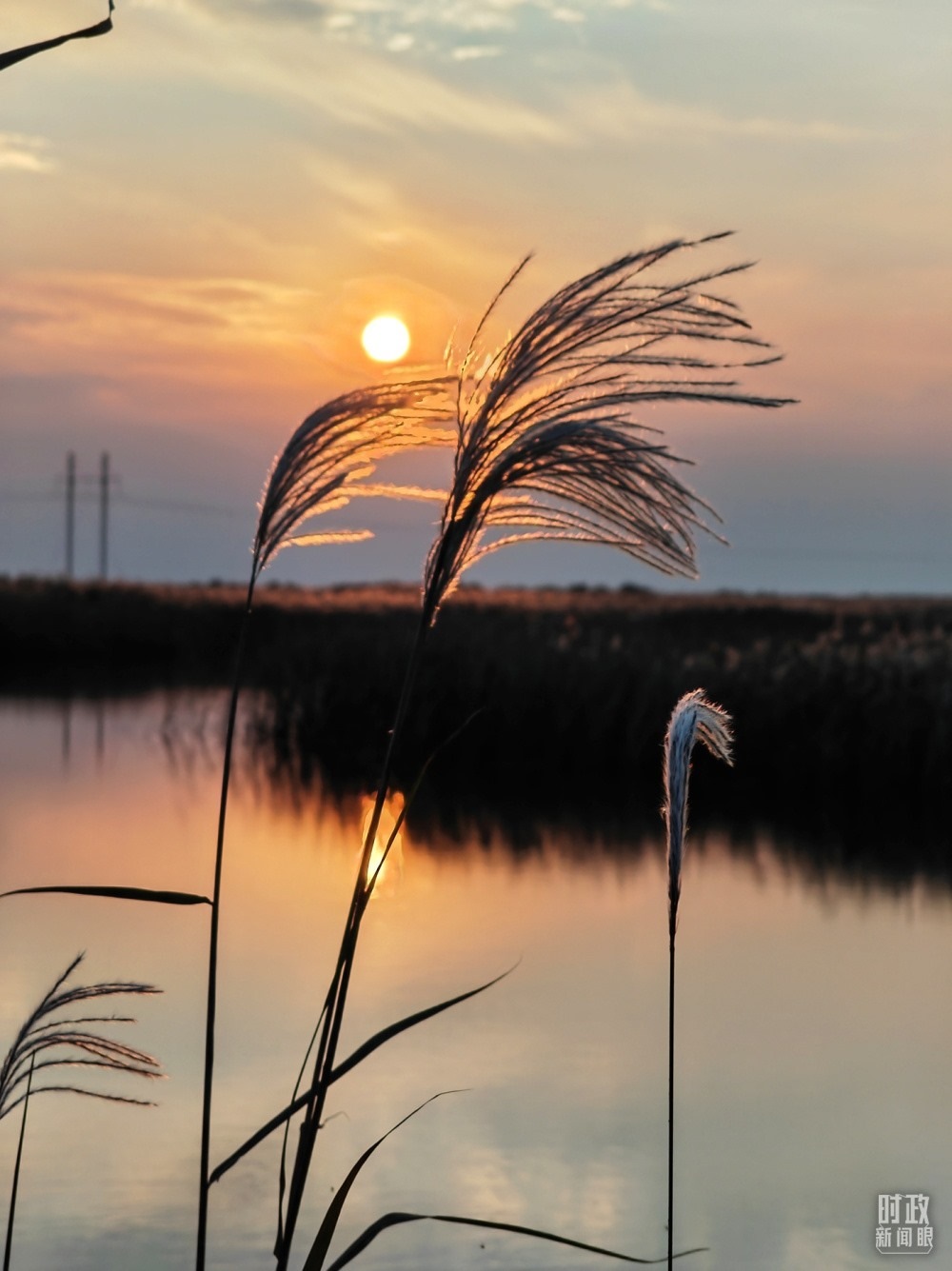 2021年10月，習(xí)近平赴山東東營考察黃河入?？?。黃河三角洲濕地，蘆葦飄蕩。（總臺央視記者彭漢明拍攝）