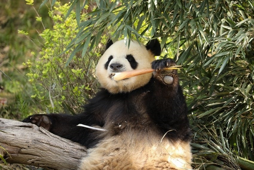 大熊貓“芝麻”。成都大熊貓繁育研究基地供圖