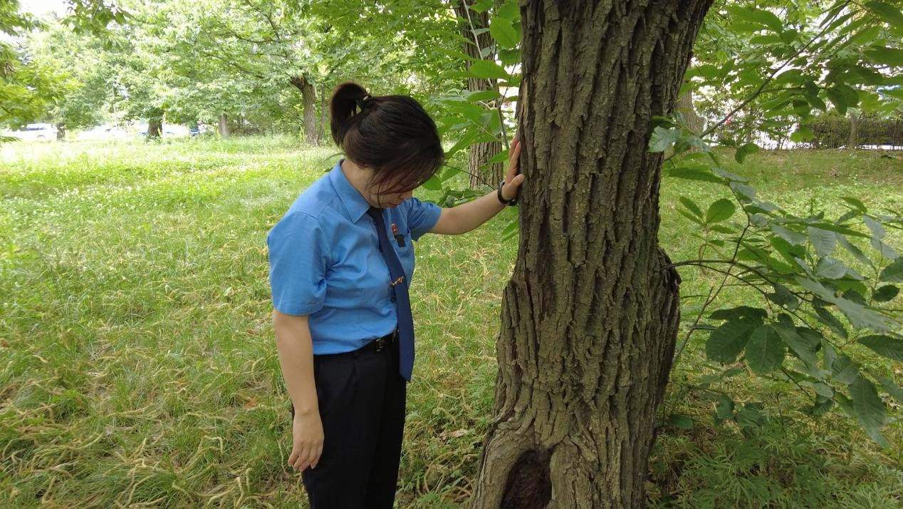 惠琳琳仔細查看古樹生長近況。人民網(wǎng) 黨童攝