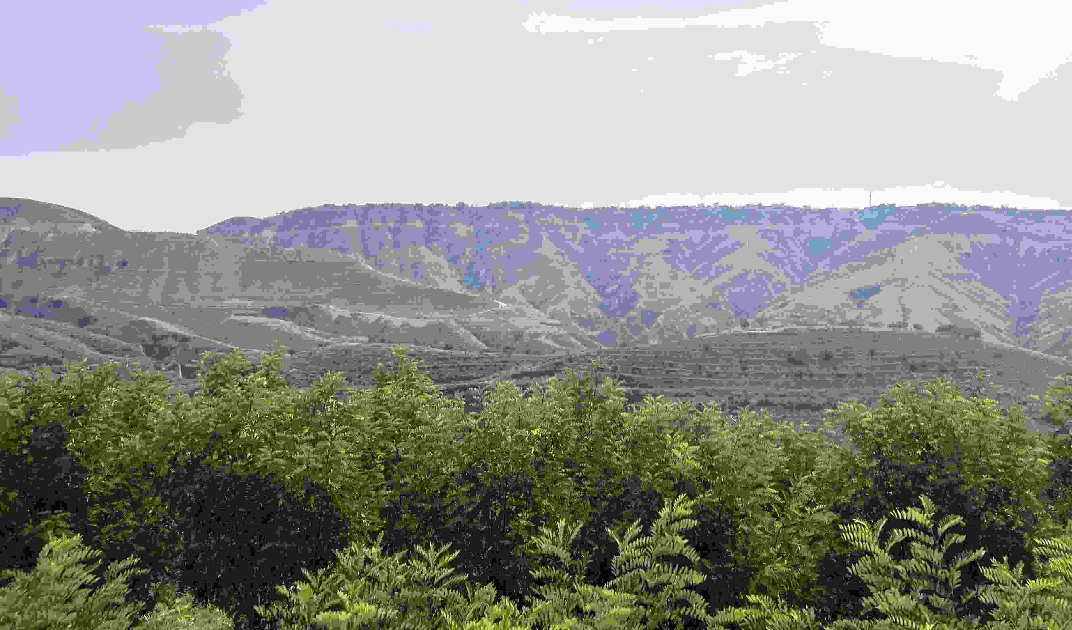 吳堡縣沿黃生態(tài)林。人民網(wǎng)記者 王連香攝