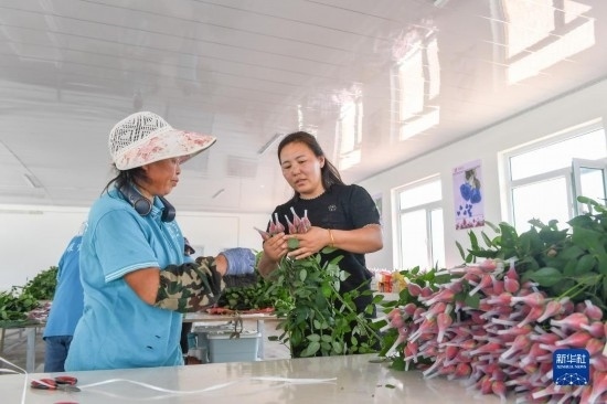 8月17日，吉林省德惠市朱城子鎮(zhèn)沿河村程雪家庭農(nóng)場(chǎng)的負(fù)責(zé)人楊雪（右）指導(dǎo)農(nóng)民修剪玫瑰花。新華社記者 張楠 攝