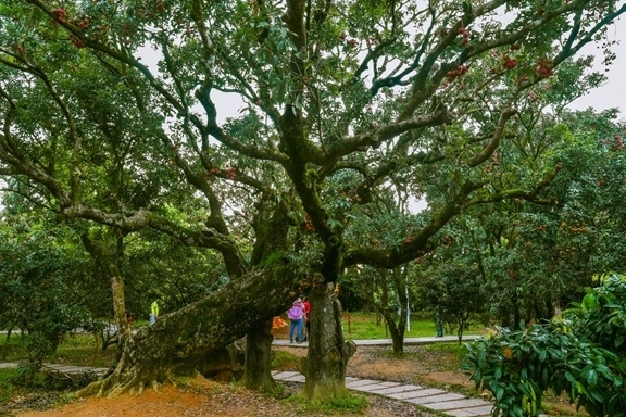 高州市根子鎮(zhèn)柏橋村古荔枝種植園。丘立賀攝
