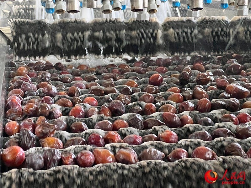 清洗西梅。人民網(wǎng)記者 常雪梅攝