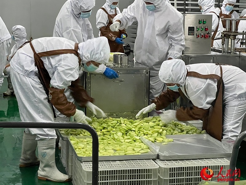 切片哈密瓜將被做成凍干食品。人民網(wǎng)記者 常雪梅攝