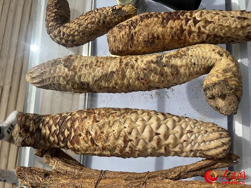 林下經(jīng)濟(jì)作物肉蓯蓉。人民網(wǎng)記者 常雪梅攝