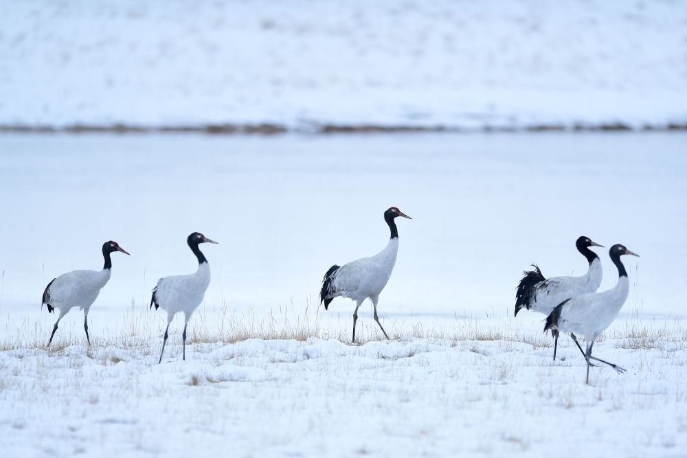 2021年10月21日在三江源國家公園黃河源園區(qū)內(nèi)拍攝的黑頸鶴。新華社記者 張龍 攝