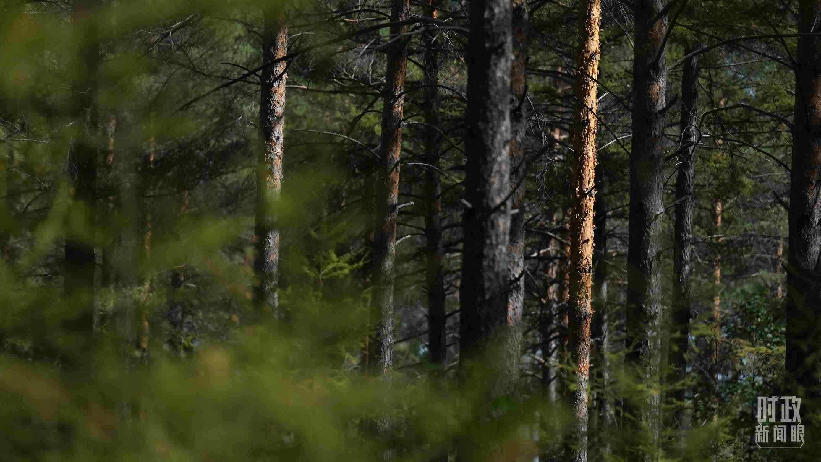 △漠河林場(chǎng)有天然林3.54萬(wàn)公頃、蓄積量325.3萬(wàn)立方米。（總臺(tái)國(guó)廣記者李晉拍攝）