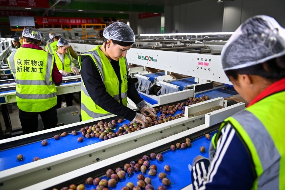 在新疆伽師縣粵伽新梅產(chǎn)業(yè)園內(nèi)的京東物流新疆智能供應(yīng)鏈中心，員工在智能分揀線檢查分選好的新梅（2023年8月30日攝）。新華社記者 丁磊 攝