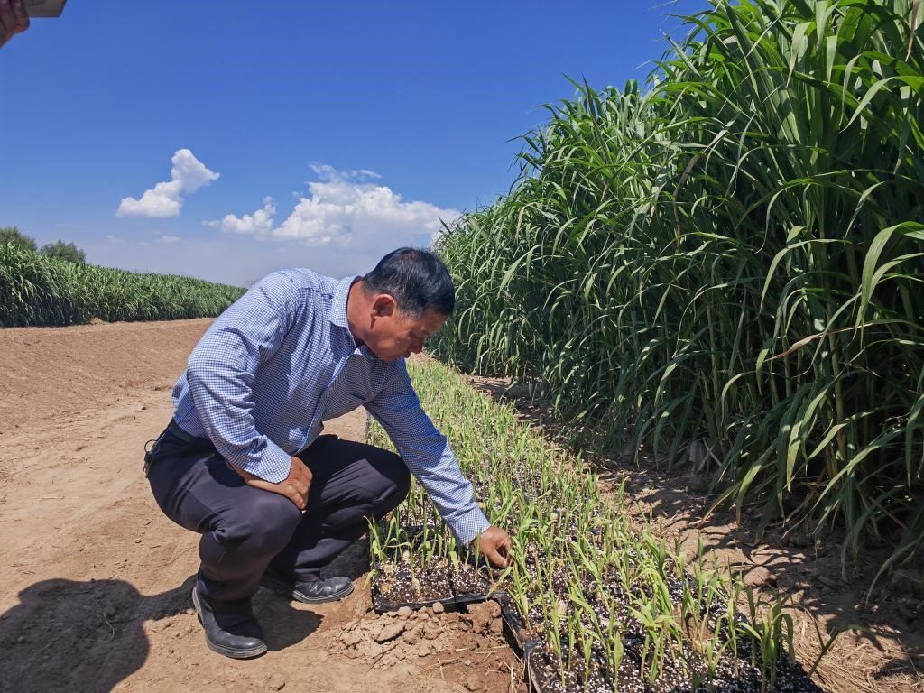 高級(jí)農(nóng)藝師周興德向記者介紹巨菌草幼苗（2023年9月1日攝）。新華社記者馬麗娟 攝