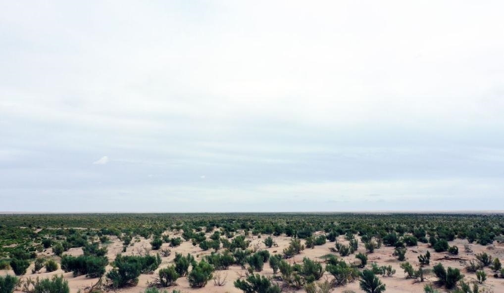 經(jīng)過封禁保護(hù)和人工種植梭梭后恢復(fù)綠色的草場(chǎng)（2023年9月12日攝）。新華社記者李云平 攝