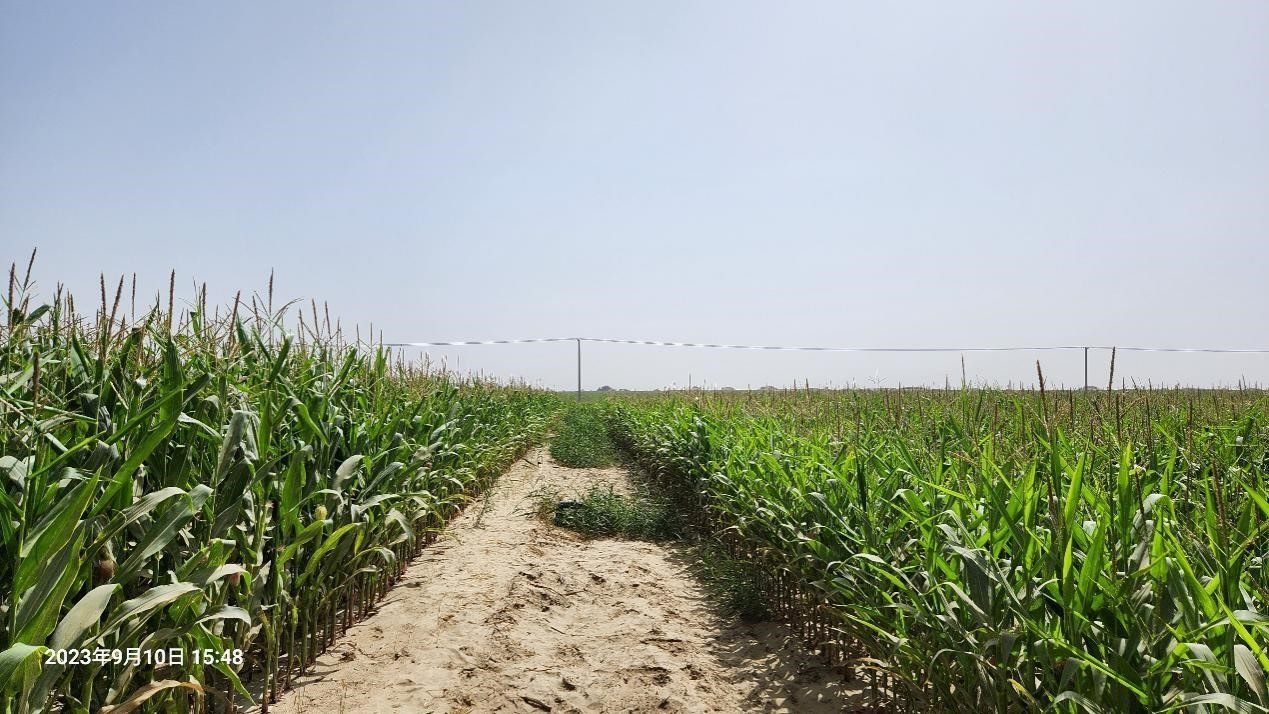 玉米改良40天后對比（左邊為改良組，右邊為對照組）。胡樹文團隊供圖