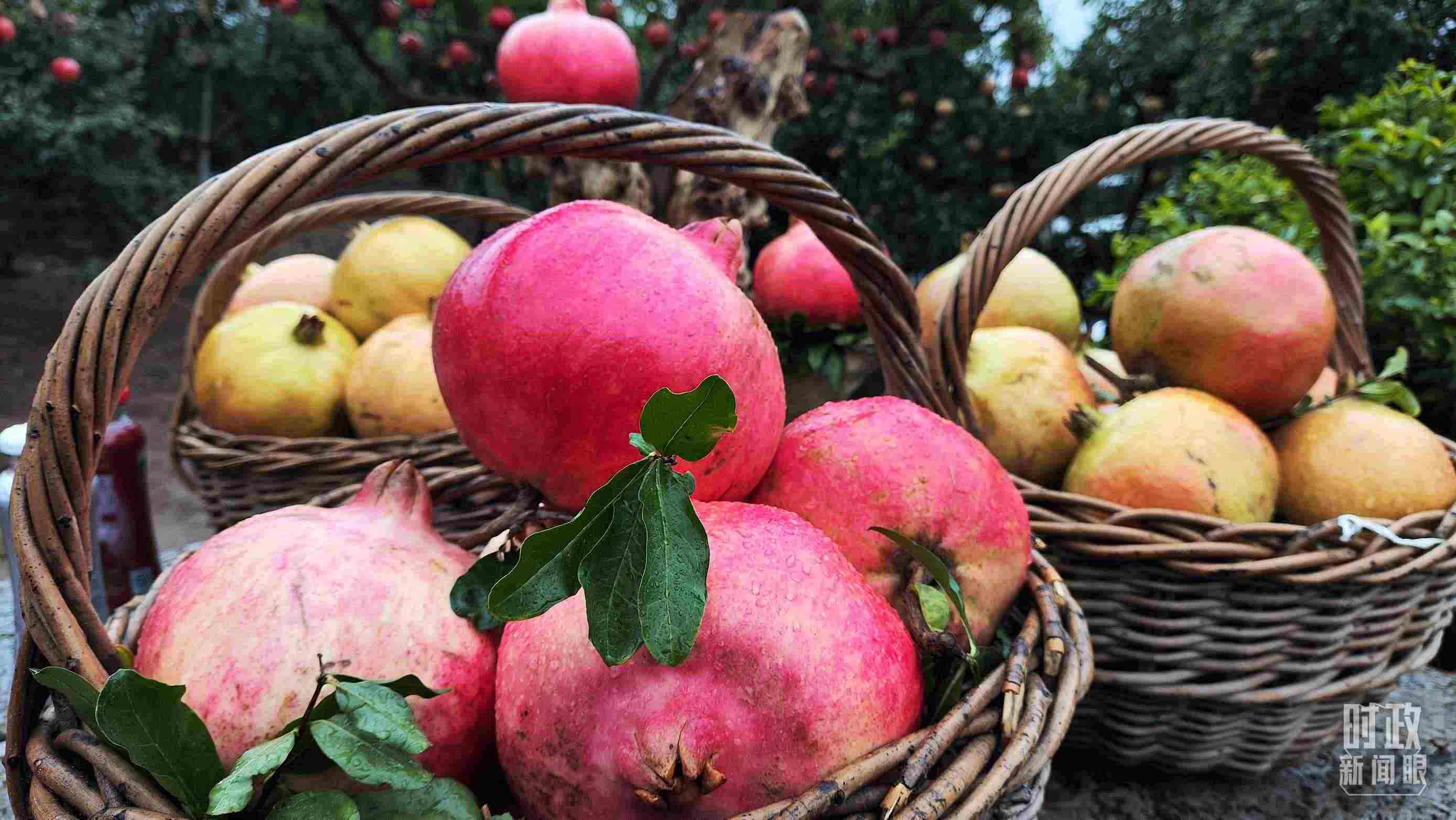 △種植園內(nèi)新鮮采摘的石榴。（總臺(tái)央視記者鐘信偉拍攝）