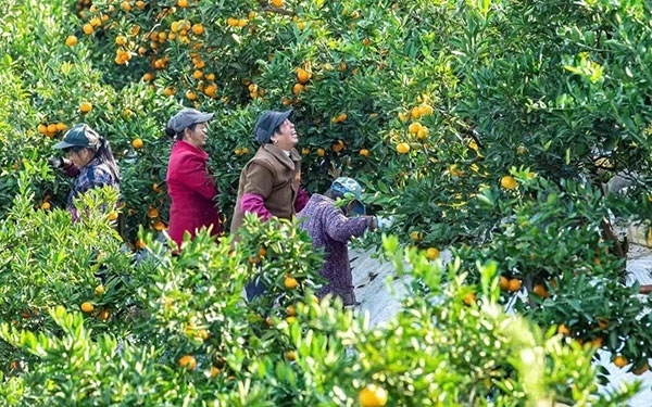 農(nóng)戶在果園中采摘果實(shí)。湖南省石門縣融媒體中心 唐亞翔攝