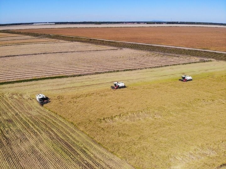 這是在位于黑龍江雙鴨山市友誼縣的北大荒農(nóng)業(yè)股份有限公司友誼分公司一地塊拍攝的水稻收獲現(xiàn)場(chǎng)（2023年9月21日攝，無(wú)人機(jī)照片）。新華社記者 王松 攝