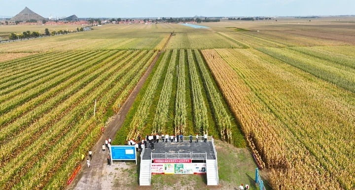 在遼寧省鐵嶺縣蔡牛鎮(zhèn)，外地農(nóng)民到張莊玉米合作社的大田里學(xué)習(xí)玉米選種和栽種技術(shù)（2023年9月26日攝，無(wú)人機(jī)照片）。新華社記者 楊青 攝