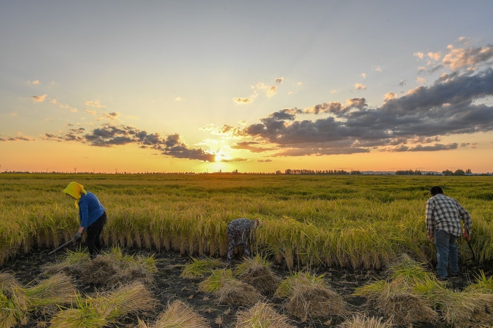 農(nóng)民在吉林省吉林市永吉縣萬(wàn)昌鎮(zhèn)花家村收割水稻（2023年9月12日攝）。新華社記者 張楠 攝