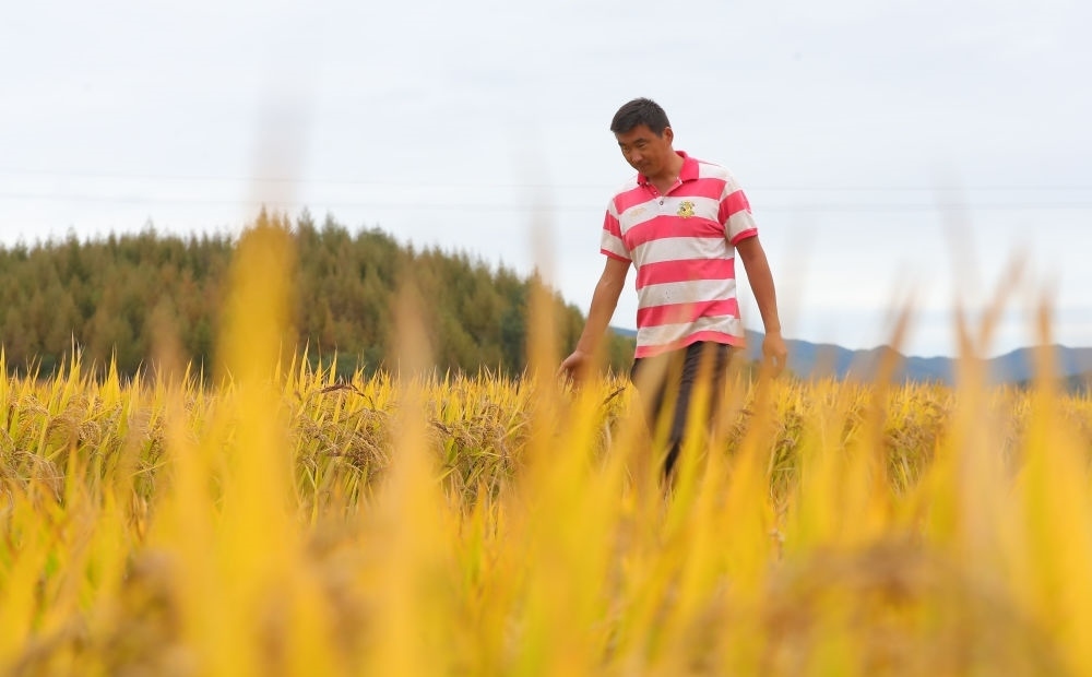 在遼寧省撫順市新賓滿(mǎn)族自治縣新賓鎮(zhèn)的水稻田里，農(nóng)民丁輝查看水稻成熟情況（2023年9月25日攝）。新華社記者 楊青 攝