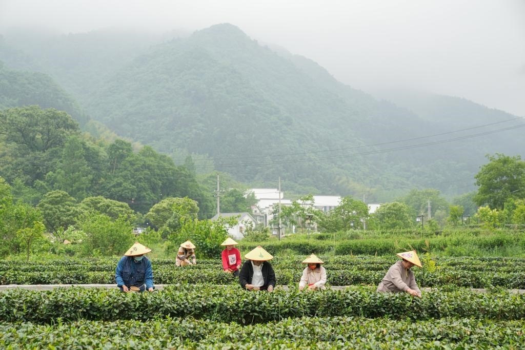 2022年5月11日，村民在大灣村生態(tài)茶園內(nèi)采摘茶葉。新華社記者杜宇攝