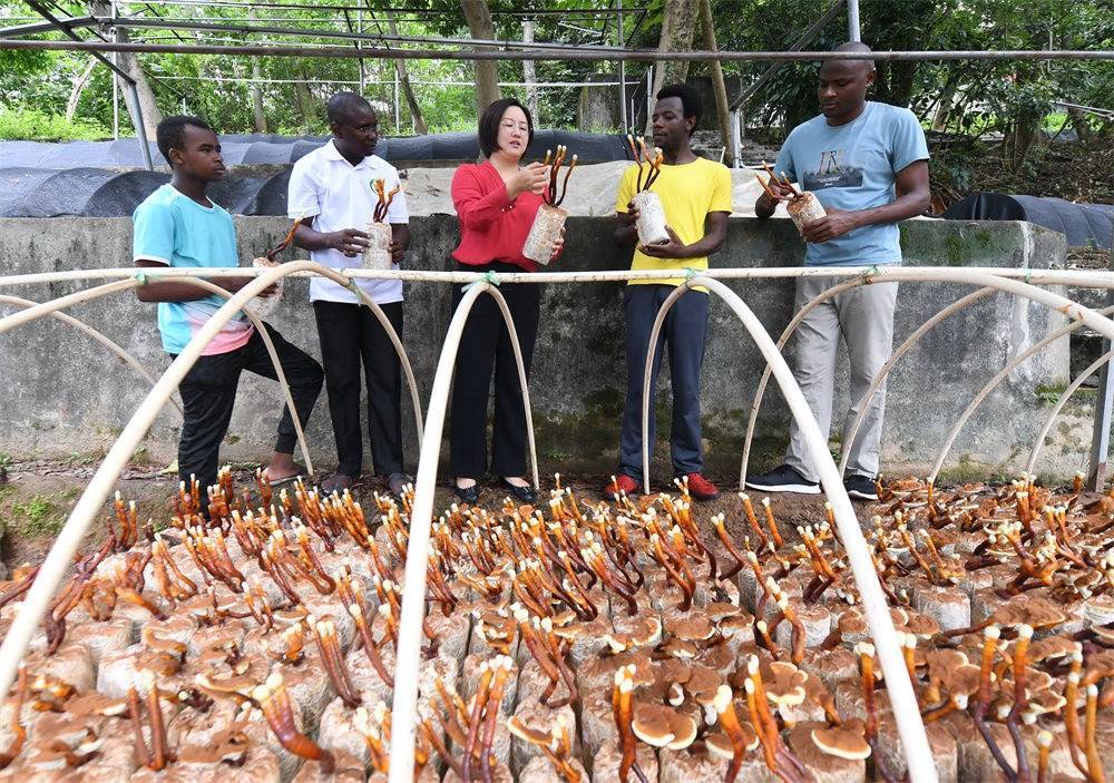 2021年8月12日，福建農(nóng)林大學(xué)國(guó)家菌草工程技術(shù)研究中心副主任林冬梅（中）為非洲留學(xué)生講解菌草鹿角靈芝的栽培情況。新華社記者 林善傳 攝