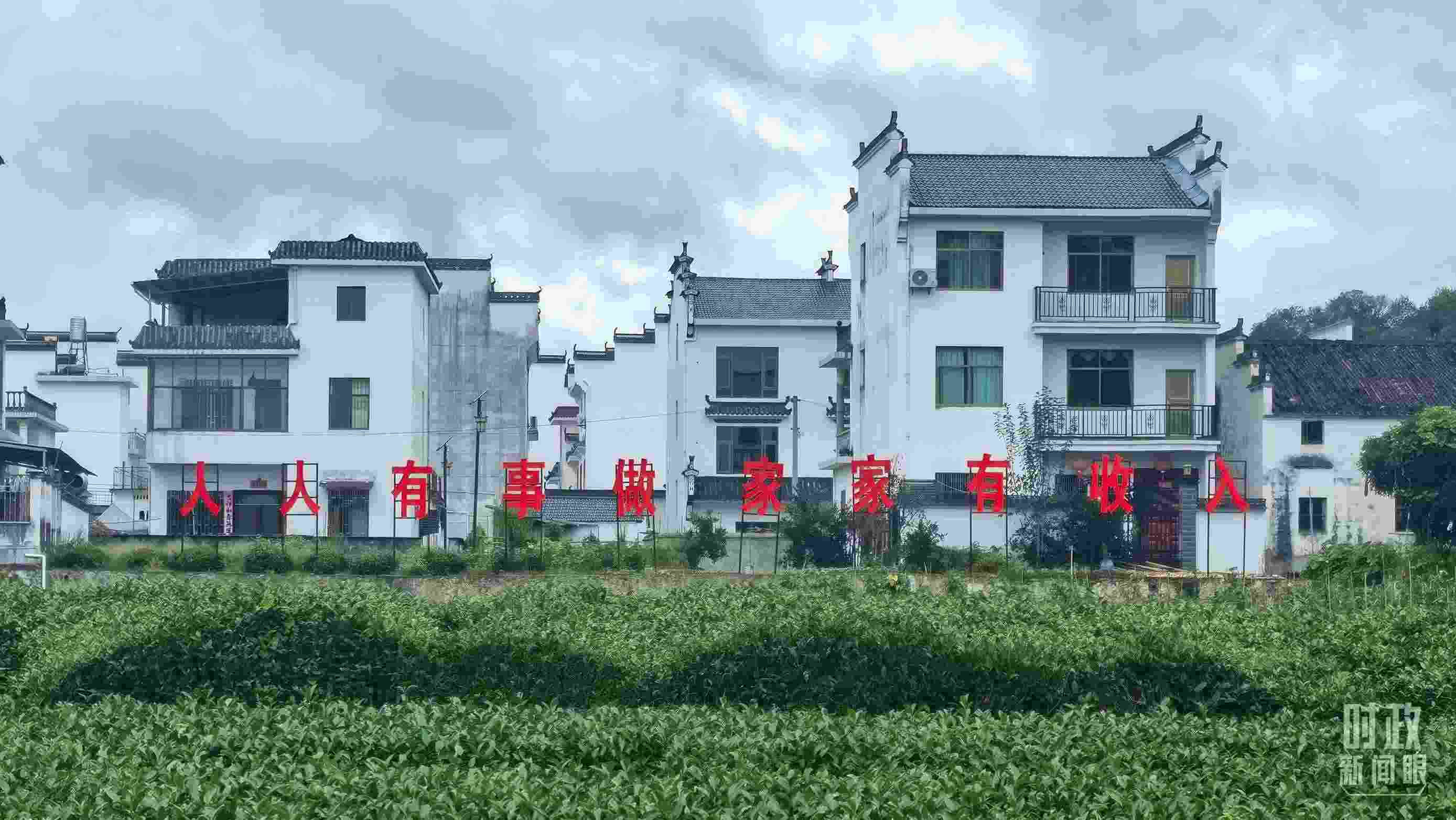 △石門村村民種植的茶葉。（總臺(tái)央視記者賈林拍攝）