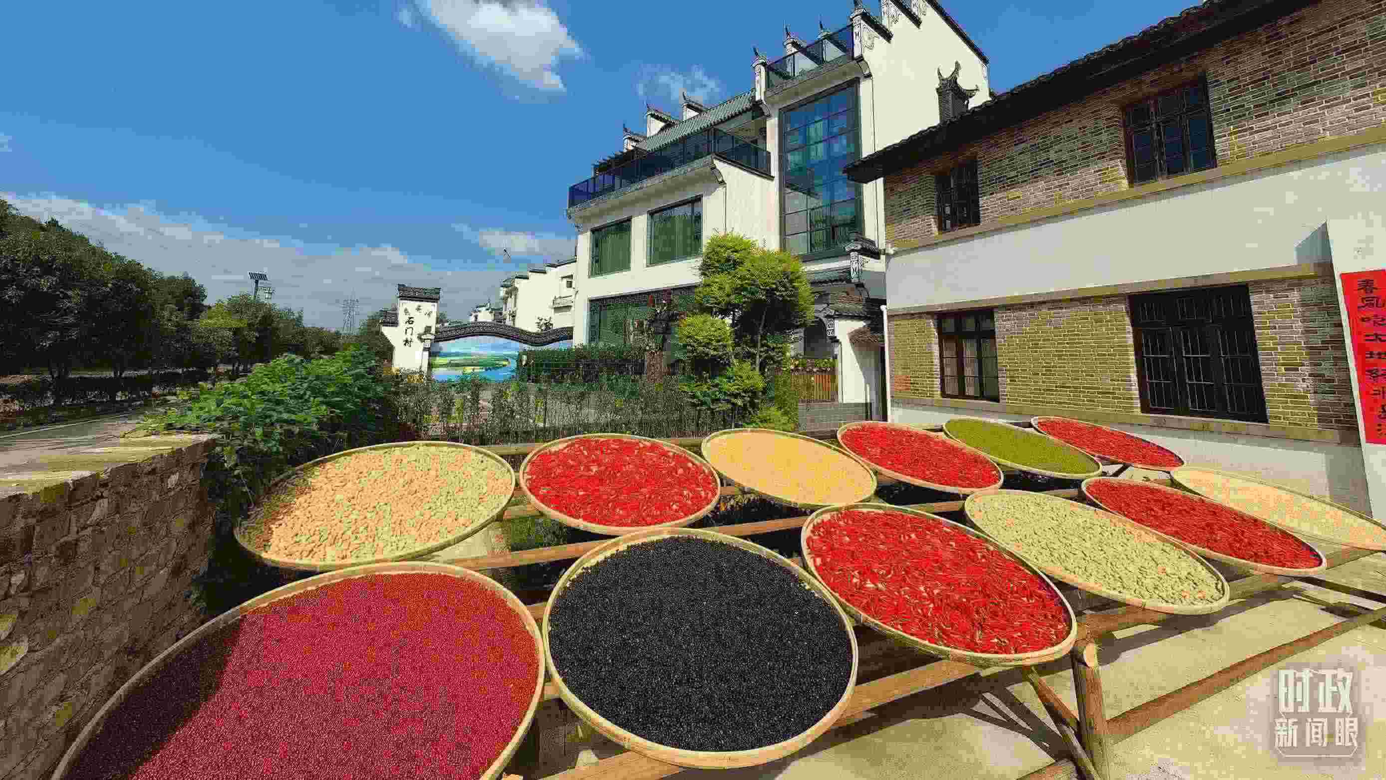 △曬秋農(nóng)俗成為婺源鄉(xiāng)村的一道美麗風(fēng)景。（總臺(tái)央視記者段德文拍攝）