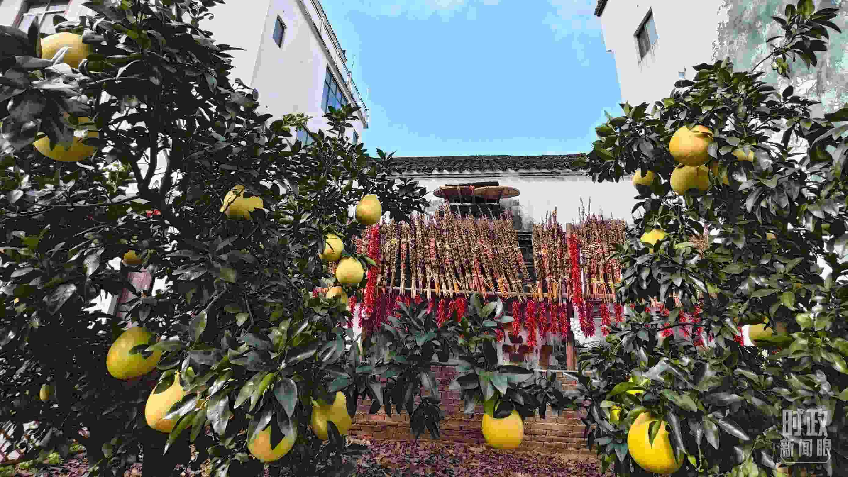 △石門村農(nóng)家小院里碩果累累。（總臺(tái)央視記者許永松拍攝）