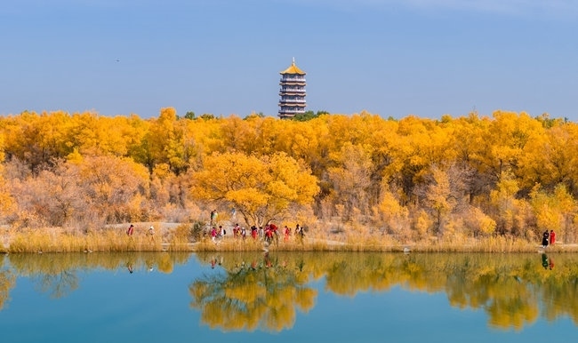 胡楊林金碧耀眼。蘭州局集團公司融媒體中心供圖