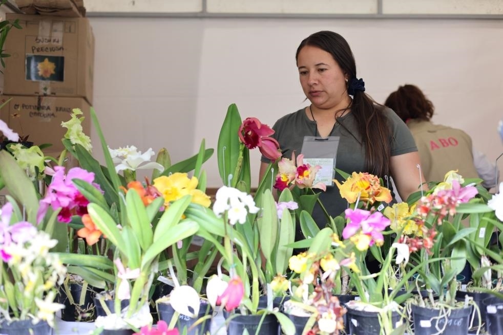 9月14日至17日，哥倫比亞首都波哥大舉辦蘭花展。