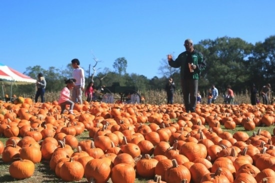  2020年10月31日，在美國新奧爾良市，人們在南瓜農(nóng)場里玩耍。新華社發(fā)（魏蘭攝）